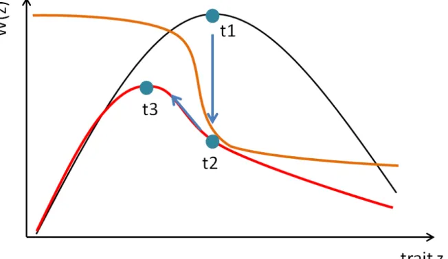 Figure 6: Paysage adaptatif simplifié ou la fonction de fitness W(z), est associée à un seul trait, z