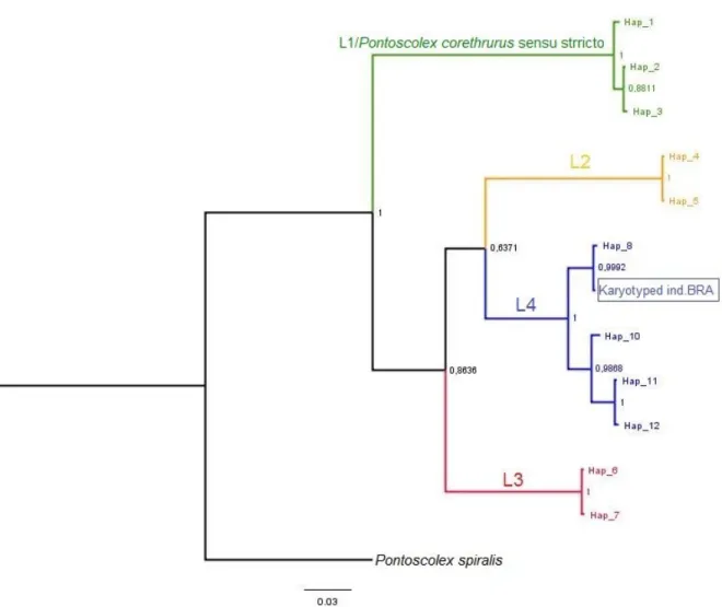 Figure D 6: First karyotype obtained based on protocol 3, from seminal vesicles of an adult specimen in L4 of  Pontoscolex corethrurus complex within Embrapa population