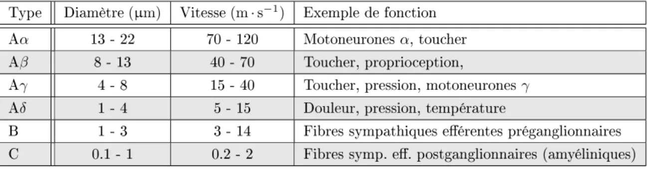 Table 1.3  Classication des axones d'un nerf périphérique d'après leurs diamètres ; d'après [180].