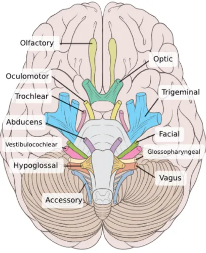 Figure 2.3: Mid-line incision of the human brain. Courtesy of Dr. Johannes Sobotta - Atlas and Text-book of Human Anatomy Volume III Vascular System, Lymphatic system, Nervous system and Sense Organs.