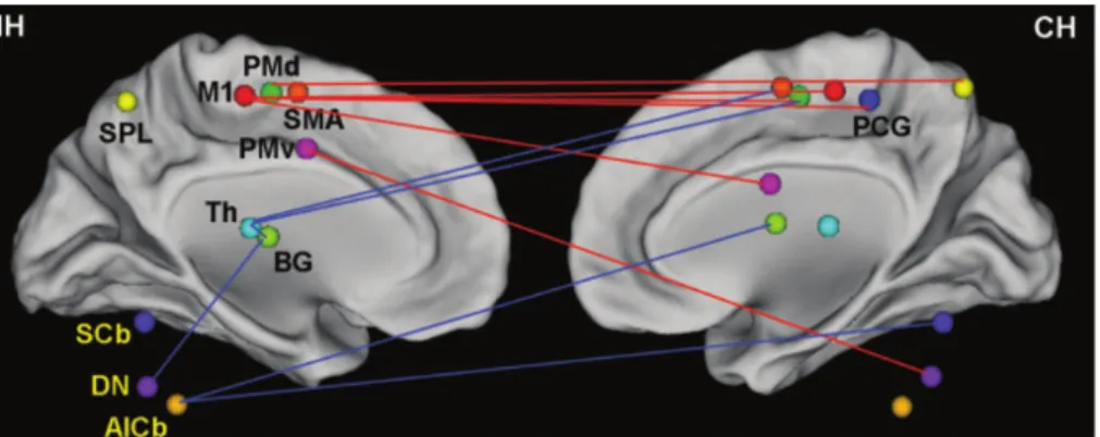 Figure 4.3: Monotonically increased and decreased functional connectivity over time. Increased connections (red lines) are mainly located between ipsilesional primary cortex area and contralesional key motor areas, whereas the decreased connections (blue l