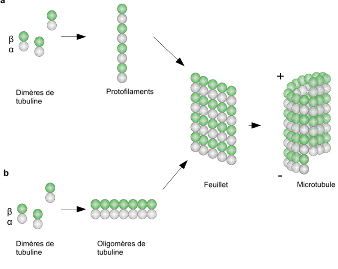 Figure 5 : Modèles de nucléation des microtubules. 