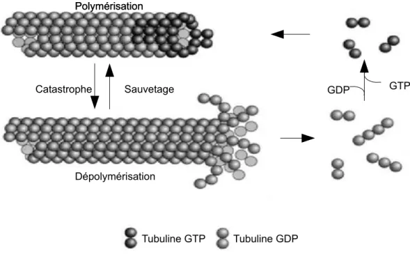 Figure 9: Représentation schématique de la coiffe-GTP. La présence de tubuline-GTP à l'extrémité permet la stabilisation du microtubule en croissance