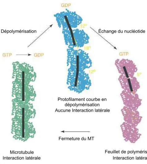 Figure 10: Modèle de l'état des protofilaments lors de la polymérisation et dépolymérisation des microtubules