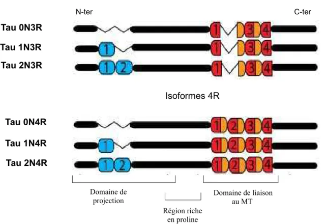 Figure 14: Représentation schématique des six isoformes de la protéine Tau. 