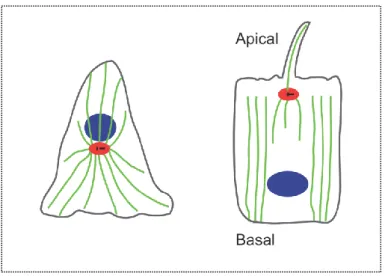 Figure  6 :  Représentation  schématique  de  l’organisation  microtubulaire  interphasique  de  cellules fibroblastiques et épithéliales