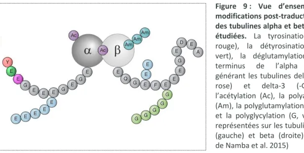 Figure  9 :  Vue  d’ensemble  des  modifications post-traductionnelles  des tubulines alpha et beta les plus  étudiées
