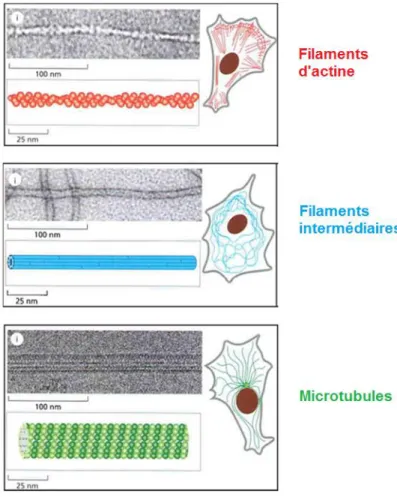 Figure 1 : Les trois composantes du cytosquelette eucaryote.  