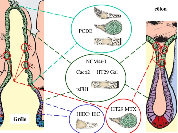 Figure 9: Modèles d’étude des cellules épithéliales en culture.