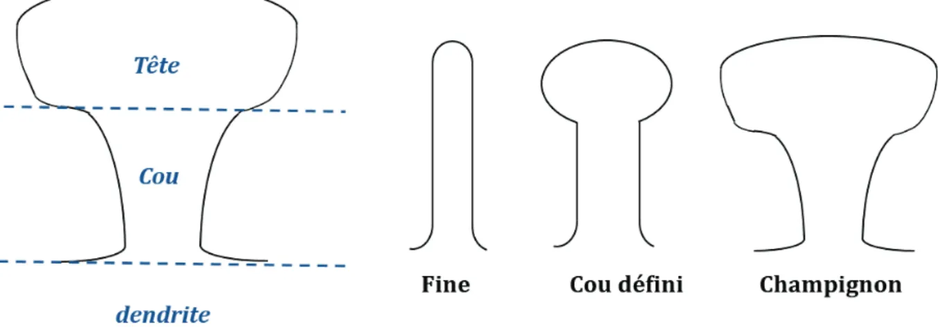 Figure 5 : Schéma d’une épine dendritique et des différents types d’épines.  