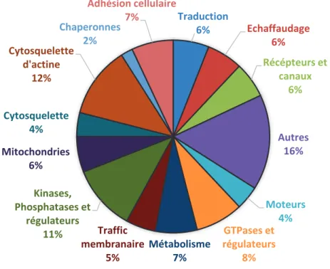 Graphique  1:  Diversité  de  fonctions  des  composants  protéiques  la  densité  post  synaptique