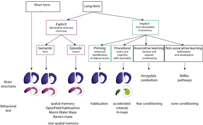 Figure 11: Different forms of memory involve specific networks and are evaluated by different behavioral protocols