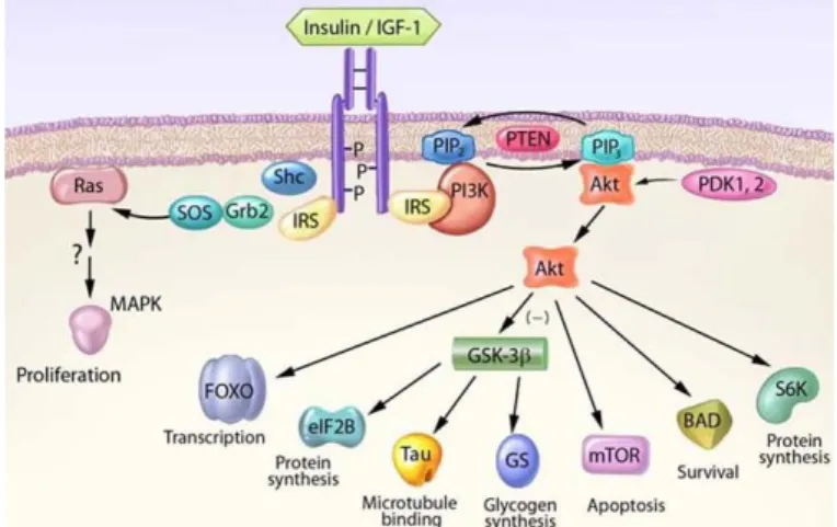 Figure  14:  IGF-1  pathway  regulates  cell  survival  through  Akt  activation. From Bondy et al., 2006 