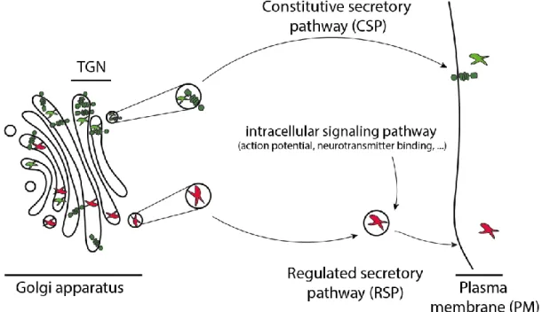 Figure 30: TGN vesicles are secreted through two pathways, CSP or RSP. 
