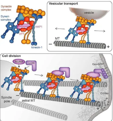 Figure 10 : La HTT permet le recrutement de la dynéine et de la dynactine dans différents  processus cellulaires