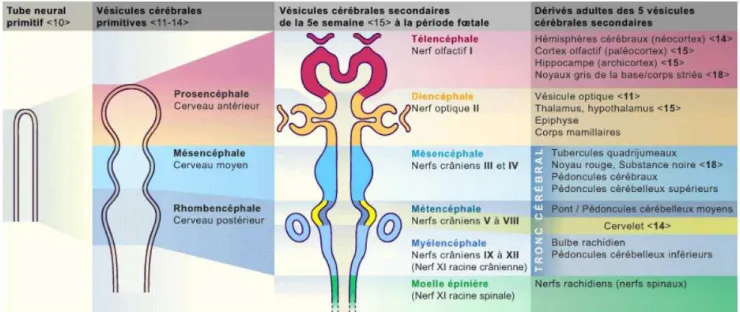 Figure 14 : Tube neural, vésicules neurales et structures associées. 