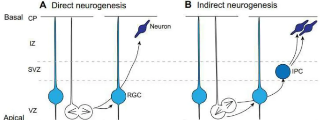 Figure  17: Modes  de  division  direct  et  indirect  des  progéniteurs  neurogéniques  (Homem  &amp; 
