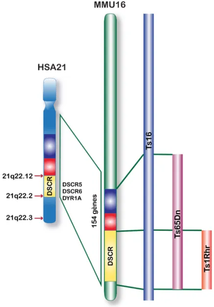 Figure  17  –  Les  différents  modèles  murins  de  la  Trisomie  21.  Le  chromosome  murin (MMU16) contient 715 gènes au total, dont 154 sont orthologues au chromosome  21  humain  (HSA21)
