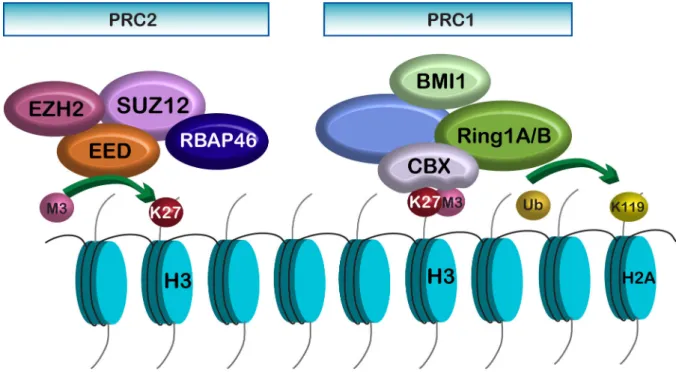 Figure  24  –  Les  complexes  Polycomb  Repressive  1  et  2. D’une manière générale,  l’action  des  polycombs  débute  par  le  recrutement  du  complexe  PRC2  au  niveau  de  l’histone H3 pour di/triméthyler le résidu lysine 27