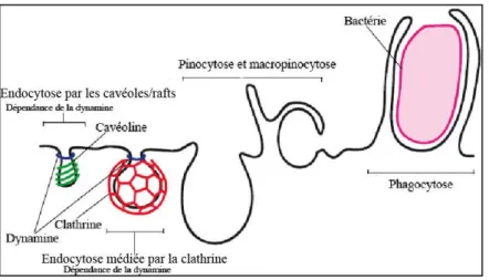 Figure 4: Différents types d'endocytose. 