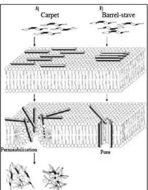 Figure 5: Translocation des peptides par les mécanismes de carpet et de barrel-stave. 