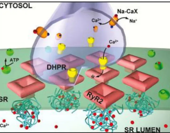 Figure 10: Environnement du canal RyR2 dans un muscle cardiaque. 