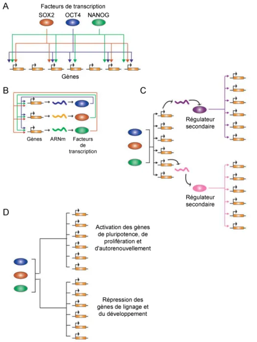 Figure  3. Réseau de régulation transcriptionnelle des facteurs Oct4, Sox2 et Nanog dans les  cellules ES