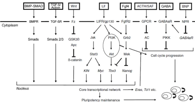 Figure  4. Signaux externes contribuant à l'autorenouvellement des cellules ES.  Adapté de  (Masui 2010) et (Sumer et al