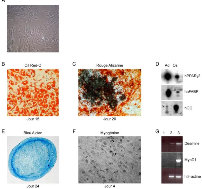 Figure 8. Plasticité des cellules hMADS in vitro. (A) Cellules hMADS indifférenciées en culture