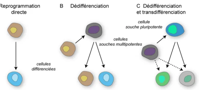 Figure  11. Mécanismes connus ou supposés d'apparition de nouveaux phénotypes.  (A)  Une  cellule différenciée d'un tissu produit une cellule différenciée différente appartenant au même tissu par  reprogrammation directe