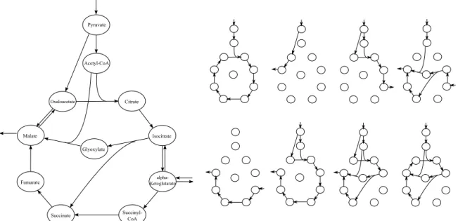 Figure 4.1: An example of elementary modes analysis. Left: A simplified model of the Citric Acid Cycle (including some anaplerotic reactions and the glyoxylate cycle).