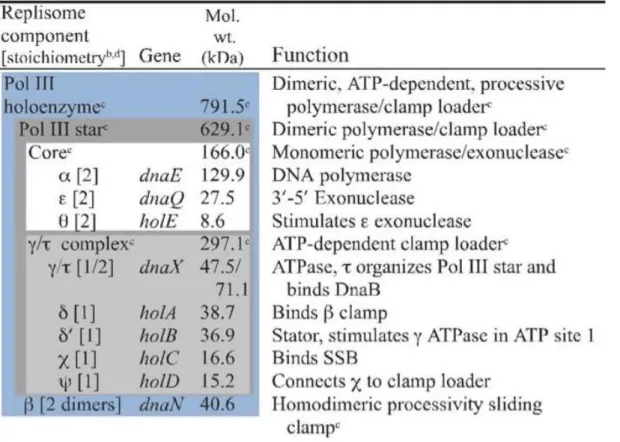 Tableau  I1.  L’holoenzyme  ADN  Polymérase  III.  (Johnson  et  O’Donnell  2005). Le tableau synthétise l’architecture de la machinerie de réplication