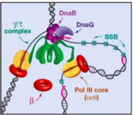 Figure  I4.  Organisation  du  réplisome.  (Johnson  et  O’Donnell  2005).  A  la  fourche de réplication, le complexe γ (vert) fait le pont entre l’hélicase réplicative  DnaB (violet) et l’ADN polymérase III ‘’core’’ (orange)