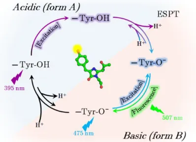 Figure I.2.12 - Scheme of the GFP Förster cycle involving an excited state proton transfer (ESPT) 