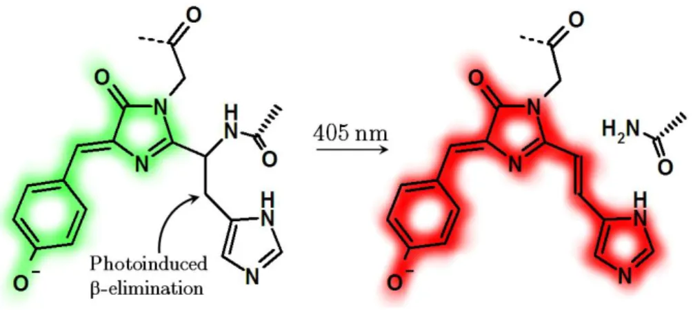 Figure I.2.19 - Photoinduced backbone cleavage of the chromophore in Kaede-like PAFPs 