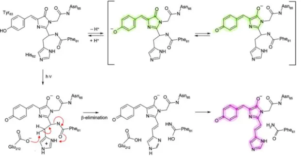 Figure I.2.21 - Proposed mechanism for the green-to-red photo-induced conversion of EosFP  [reproduced from (Nienhaus et al
