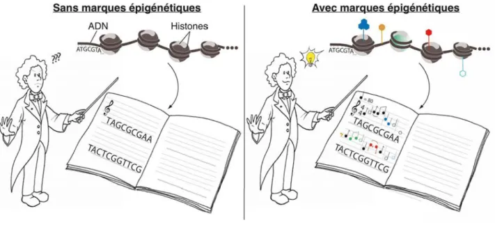 Figure 1 : Qu’est-ce que l’épigénétique: une interprétation par la cellule de sa partition  génétique