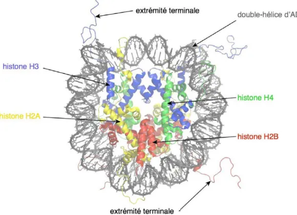 Figure  9 : Structure cristallographique de la particule cœur du nucléosome.  La double  hélice d’ADN forme une super-hélice gauche autour d’un octamère d’histones (1,65 tours)