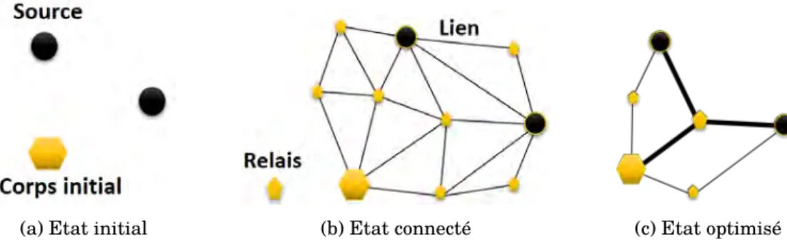 Figure 3.2 – Phase de la création de structure en réseau optimisé.
