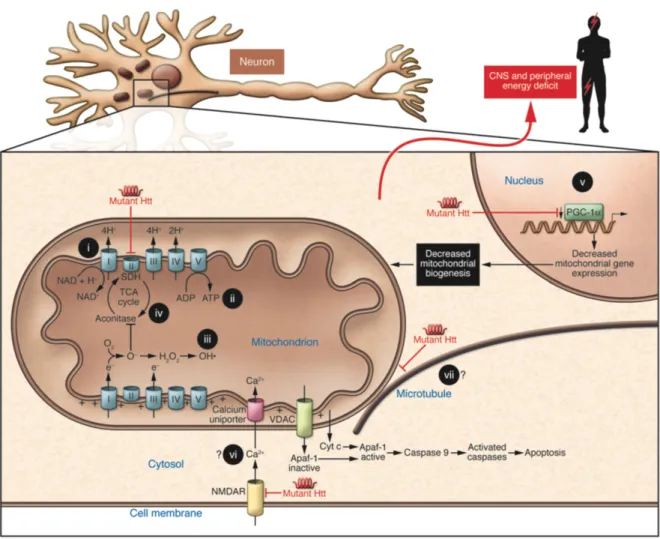 Figure  3:  Mechanisms  that  contribute  to  metabolic/mitochondrial  dysfunction  in  HD