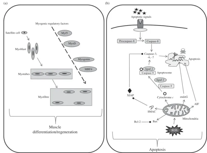 Fig. 2. Simplified pathways regulating muscle cellular balance. Cell number in the skeletal muscle is regulated by cell differentiation/regeneration (involving myogenic regulatory factors acting in cascades) (a) and cell apoptosis (b)
