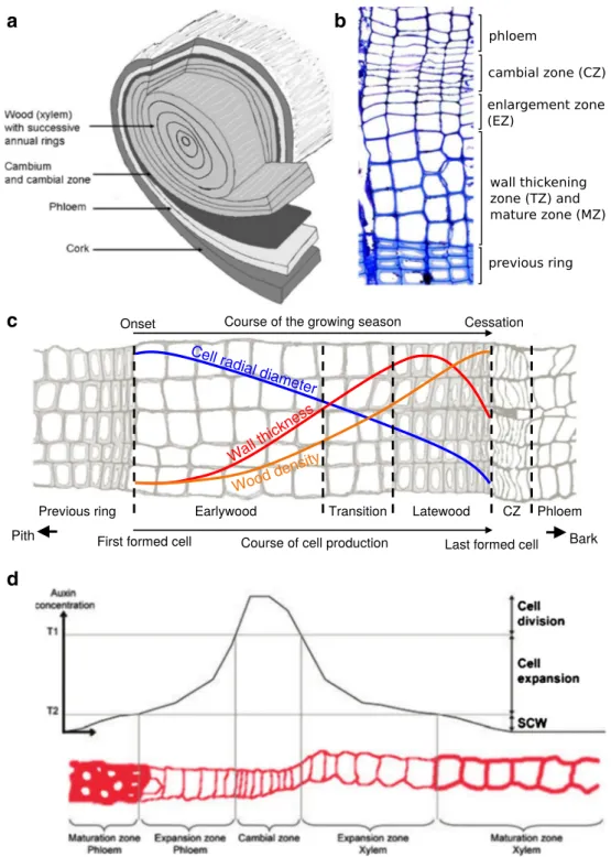 Fig. 1 Wood results from the regulated activity of the cambium. a Cross-section of a conifer stem