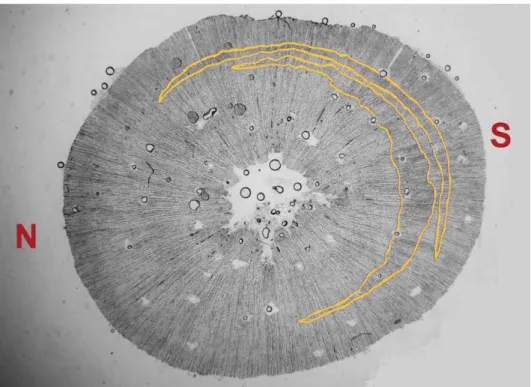 Figure 8. Concentric bands of CW in a cross-section of an LLT plant. N: north; S: south