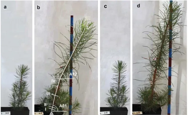 Figure  1.  Development  of  two  representative  plants  under  lateral  light  plus  deep  shade  (LLT):  a  plant from Oña provenance at the beginning (a), and at the end of the experiment (b) and a plant  from Gredos provenance at the beginning (c) and