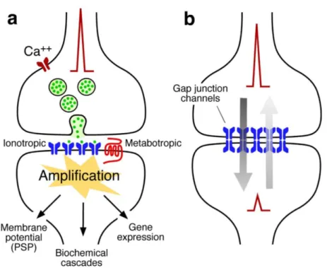 Figure 1.1. The two main modalities of synaptic transmission. 