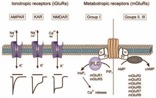 Figure 1.3. Ionotropic and metabotropic glutamate receptors.   