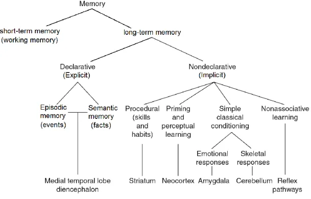 Figure 1.7. Different forms of memory and the brain regions involved. 