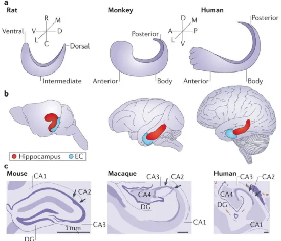 Figure 1.9. Scheme showing the comparative structures of hippocampal formation  in humans, monkeys, and rodents respectively