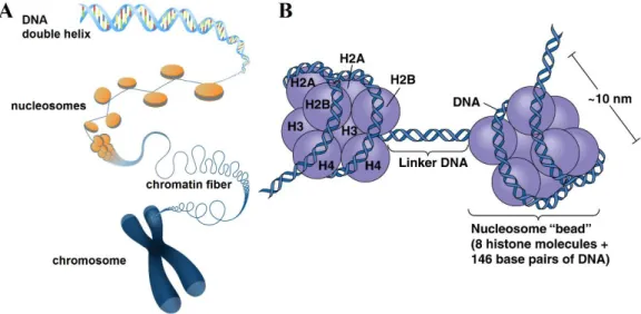 Figure  1.14.  Schematic  representation  of  chromosome,  chromatin,  nucleosome,  and histone octamers