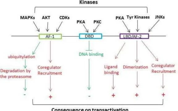 Figure 6. Positive (red arrows) and negative (green arrows) effects of NR phosphorylation  on the transactivation of target genes